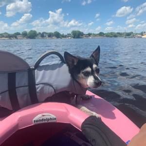 Meet your Posher, Dennis